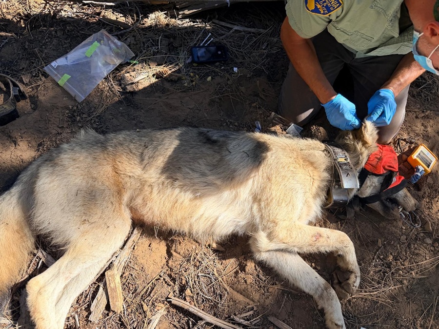 CA146 (male from the 2024 Whaleback litter) was originally collared in January 2026, but his collar malfunctioned. He was recollared with a new collar in October, 2026. Siskiyou County. 